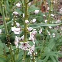 Lysimachia ephemerum